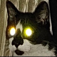 Pandapolice π©πͺ (@serioeseseekuh) 's Twitter Profile