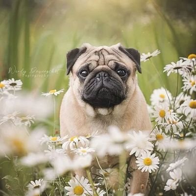 I am a pug lover. I love playing with more pugs and spending time with them. I can't wait to spend more time with them! You can follow me.