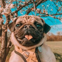 Annie pug🐕(@pug_lovers98) 's Twitter Profile Photo