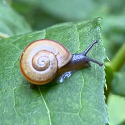 なぜ生物はこんなにも多様なのか?をテーマに研究してます / 研究の相棒はカタツムリです🐌 / 研究テーマなどはHPをご覧ください↓/屋久島/交雑/ HP and contact ↓↓
