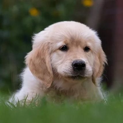 puppies_video Profile Picture