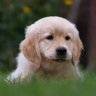 puppies_video's profile picture. Posting the most beautiful & adorable pictures, gifs and clips of all puppiesvideo. We own no content posted. all credit goes to respected original owner.