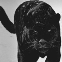 BlackPanther (@blackpa23505931) 's Twitter Profile Photo