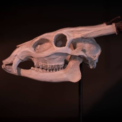 traumatizedvict's profile picture. 