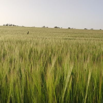 fco_natera's profile picture.