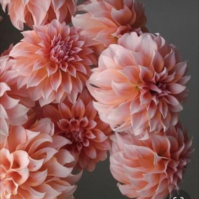 Daemo_nat's profile picture. 