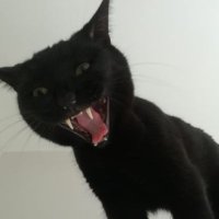 Muazzez Koç (@muazzezko6) 's Twitter Profile
