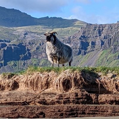 acclim8's profile picture. 