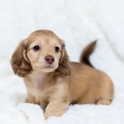 himemamam's profile picture. 静岡県在住 還暦を過ぎ これからは楽しい事を最優先にゆる～く暮らして行きたいと思っています。 
写真を撮るのが大好きです！

①わんこ（カニンヘンダックス、プードル） ②ケヅメ陸カメ、ヘルマン陸カメ  ③他（旅行、仕事）などなど書いていきたいと思います。