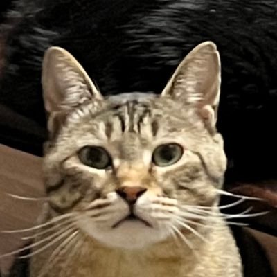 ガウさんのプロフィール画像