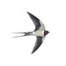 Mr.Swallow (@teacherswallow) Twitter profile photo Mr.Swallow (@teacherswallow) Twitter profile photo