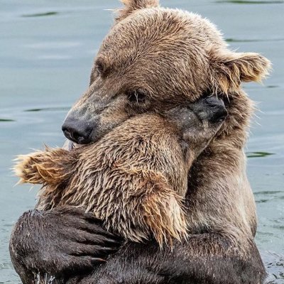 thebearskinder's profile picture. 