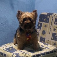 Adrianoguilher (@1minhafilh) 's Twitter Profile