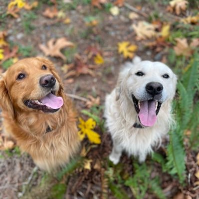 Skimom65's profile picture. Confessional Lutheran, Patriot, dog lover, quilter, track hoe operator, piano player, disc golfer