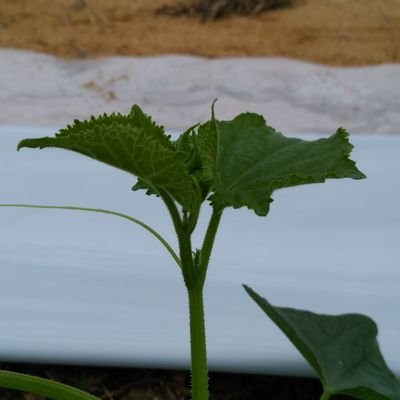 ラジオ大好き宮崎のきゅうり農家😁🌱
ハイブリ、グッドタイム、耳恋、ららラジオ、バリ朝土曜日、国分太一RadioBox、むかいの喋り方、イドバタ、とりノーなど☺
テレビは、つづくさんのどようだよ(^^)、Ｕｰdokiなど😆
宮崎の番組は面白い！！！

12月15日、イドバタにて佐藤賞受賞🥈