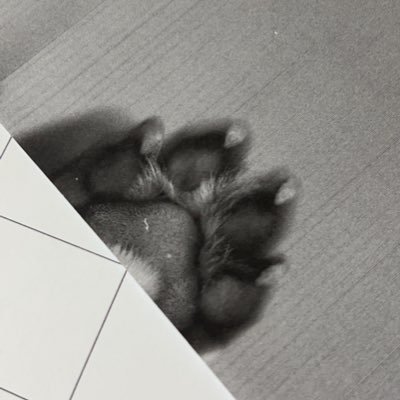 vum_vno's profile picture. Kao