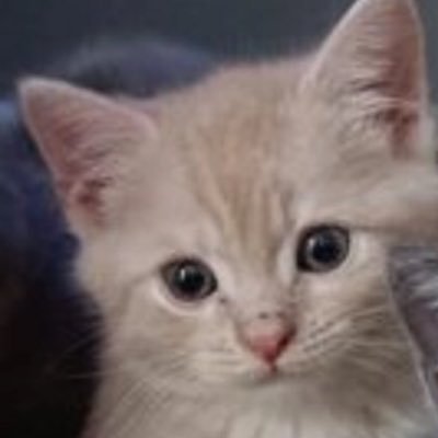 candyinvasion1's profile picture. War Game Updates