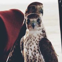 سلطان (@sultanbin3mhmd) Twitter profile photo