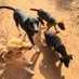 Domestic pet rescue (@mukisa888) Twitter profile photo Domestic pet rescue (@mukisa888) Twitter profile photo