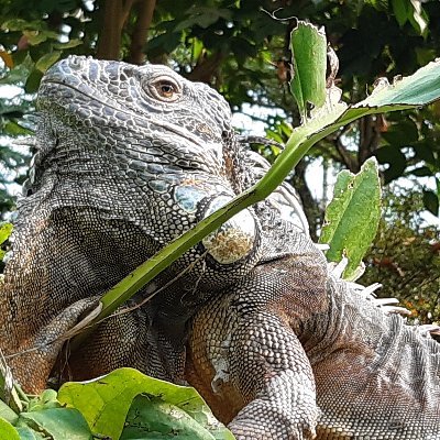 ¡Beware of attack iguana!