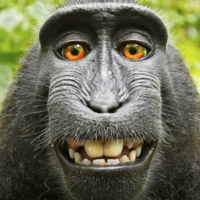 Pitter1Pitter's profile picture. ٩(̾●̮̮̃̾•̃̾)۶