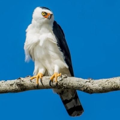 Passarrrorr's profile picture. 