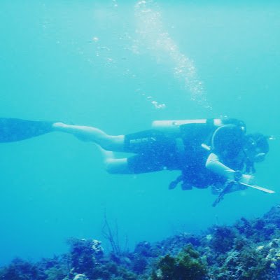 Vídeos de biodiversidad marina