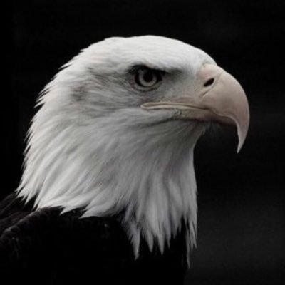 BesiktasBr's profile picture. ADALETİN BİTTİĞİ YERDE ELBET BİR BEŞİKTAŞ ATKISI AÇAN OLACAKTIR ❗️🦅