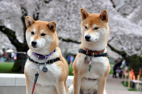 ShibaMalukoKoji's profile picture. Life stories and adventures of 2 Shiba Inus - Maluko (female, 7 1/2 years old) and Koji (male, 3 1/2 years old).