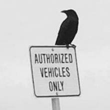 Comrade Crowさんのプロフィール画像