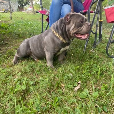 exotic bully breeder, healthy functional bulls is our goal🙏💪🔥🦍