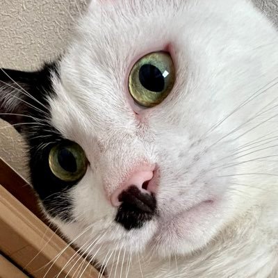 名前レオさん ♂10才 牛小屋で育った白黒のちょっぴりおデブな暴君です🦖 得意技は何の前触れもなく、お目目がクリクリ👀なって攻撃してくる所です(ご褒美🤣