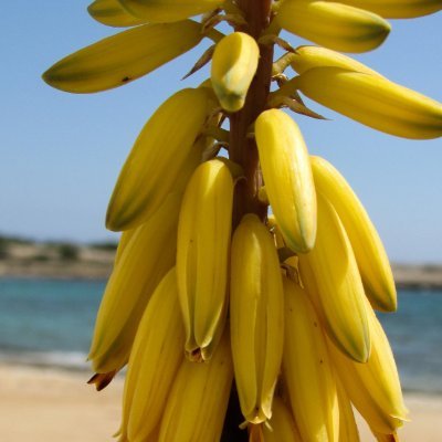 BananaBouncer Profile