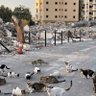 Bnota1886's profile picture. احاول اني اساعدهم لو باعلان عنهم ... ( القطط ) .. طموحي احتويهم گلهم بيوم من الايام 😿🇸🇦🇾🇪❤️#انا_صوتهم