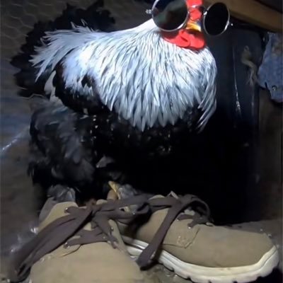 cyxinch3s's profile picture. 