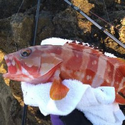 釣りとメダカと懸賞が趣味です。