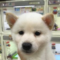 ☆みほ☆ (@mihotan0804) 's Twitter Profile