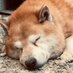 Tsuyoshi Goroku (@t_gordau) Twitter profile photo Tsuyoshi Goroku (@t_gordau) Twitter profile photo