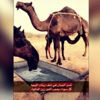 محمد الشهراني (@mm50hhmm) 's Twitter Profile