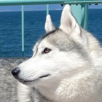 💎サファイア王子♂シベリアンハスキー🐾(@SAPPHIRE_HUSKY) 's Twitter Profile Photo