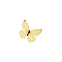 lizzie stan comfort place (@comfortolsen) Twitter profile photo