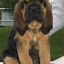 Ann Mckenna - @Polhound - Twitter