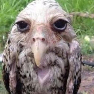 Joaquin05068808's profile picture. obama is cool