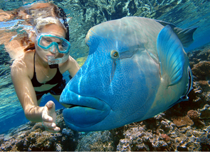 Snorkel, Dive or stay dry while experiencing the magic of the Great Barrier Reef Reef with a local Cairns company. http://t.co/va8m5u2f69