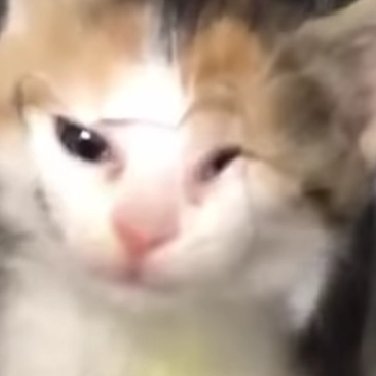 Phoeebsさんのプロフィール画像