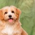 Cachorro Fofinho Cute💖💖 (@cachorro_f0finh) Twitter profile photo Cachorro Fofinho Cute💖💖 (@cachorro_f0finh) Twitter profile photo