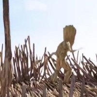 phi (@phi62649203) 's Twitter Profile