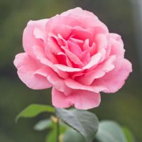 priyansi jena (@jena_priyansi) 's Twitter Profile