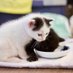 八丈動物病院(保護猫用アカウント) (@8jo_hogoneko) Twitter profile photo 八丈動物病院(保護猫用アカウント) (@8jo_hogoneko) Twitter profile photo