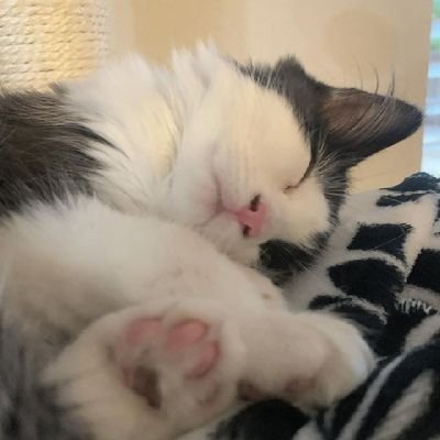 alanrbritto's profile picture. 